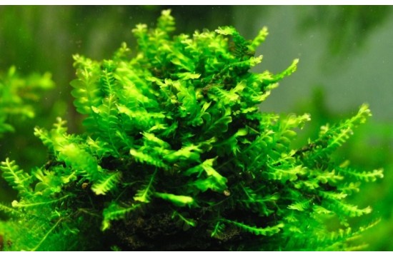 Cameroon moss - Plagiochilaceae sp Moss