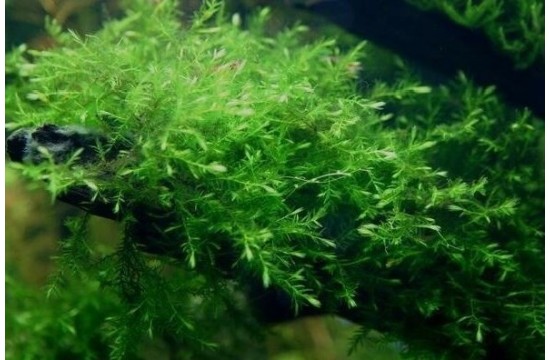 Mini Willow moss - Fontinalis sp. mini