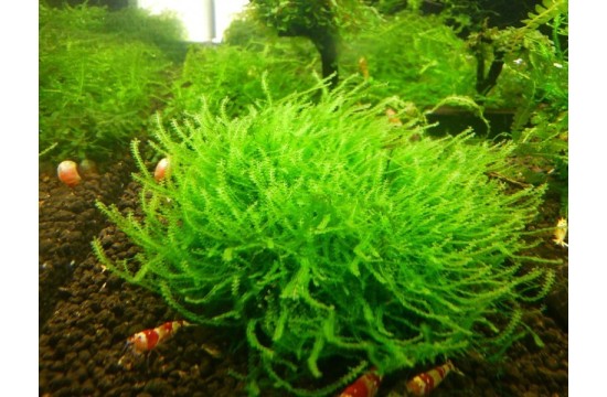 Mini Pearl Moss (Blepharostoma trichophyllum)