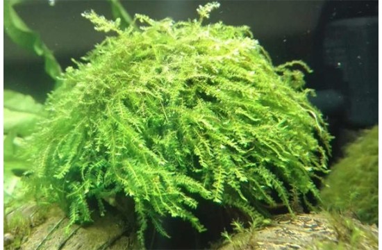Pilo moss - Politrichaceae sp