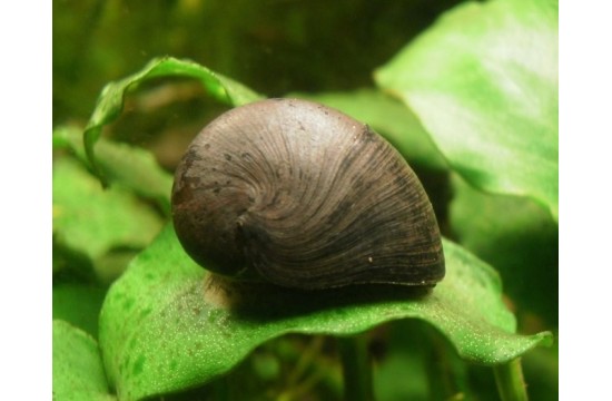 Caracol Casco (Filopaludina sp.)