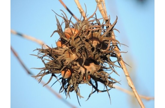 Nuez del avellano turco (Corylus colurna)