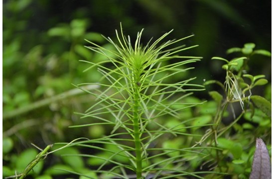 Myriophyllum Simulans