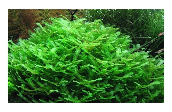 Monosolenium tenerum / Pellia moss 6x7