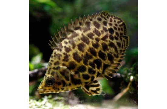 Gurami leopardo(Ctenopoma acutirostre)