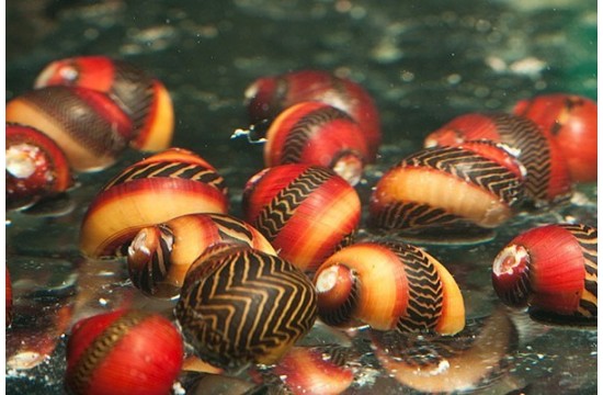 Caracol Neritina Rojo (Neritina waigiensis)