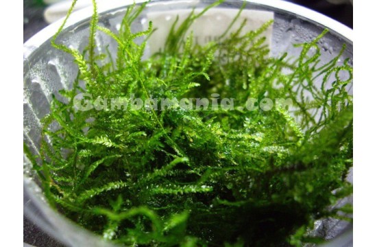 Taiwan Moss - Taxiphyllum alternans 6x7