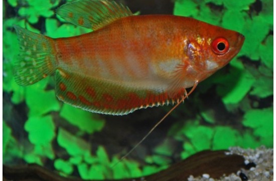 Gurami Oro Rojo (Trichogaster Trichopterus)