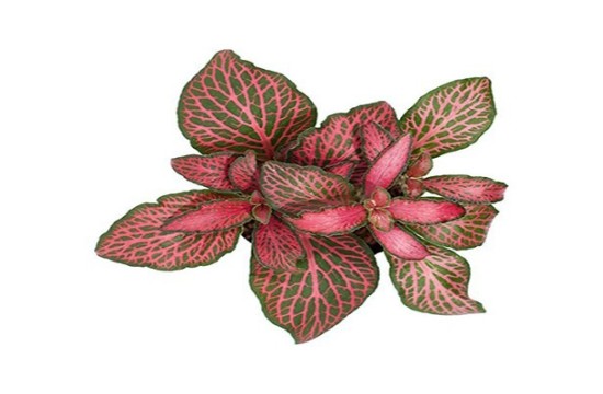 Fittonia "Forrest Flame"
