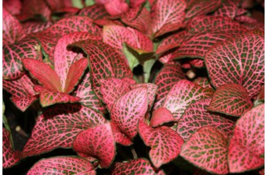 Fittonia Argyroneura cv Mini Red