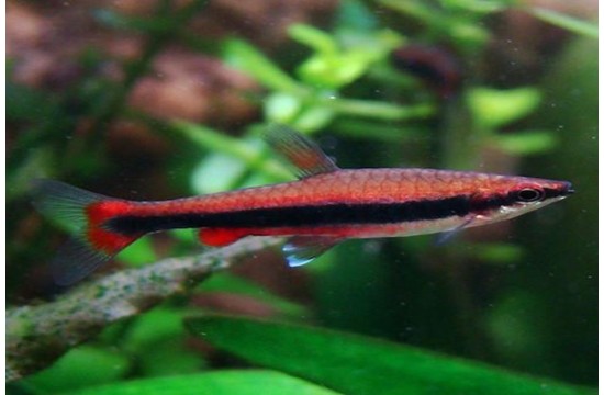 Nannostomus Beckfordi Red (Pez Lapiz Rojo)﻿