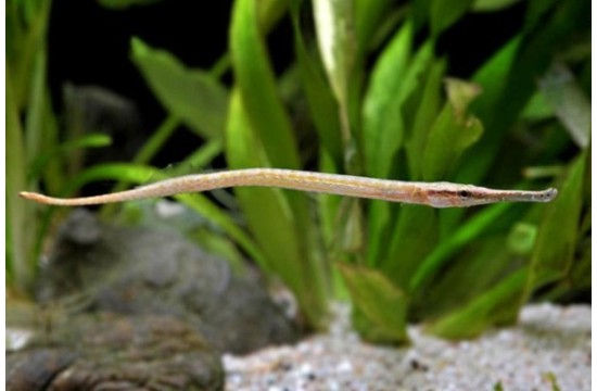 Pez Pipa Linea Roja (Microphis Brachyurus)