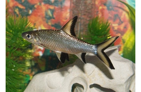 Tiburon Bala (Balantiocheilos melanopterus)
