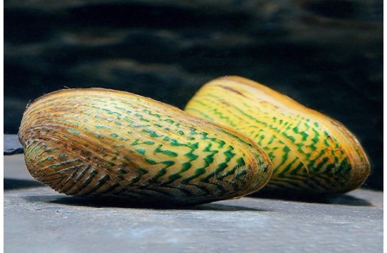 Scabies Crispata (Almeja de rejilla verde)