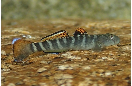 Sicyopterus Japonicus