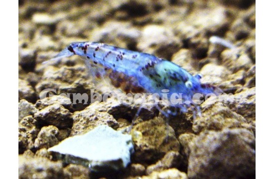 Blue Pearl (Neocaridina cf. zhangjiajiensis var. blue)