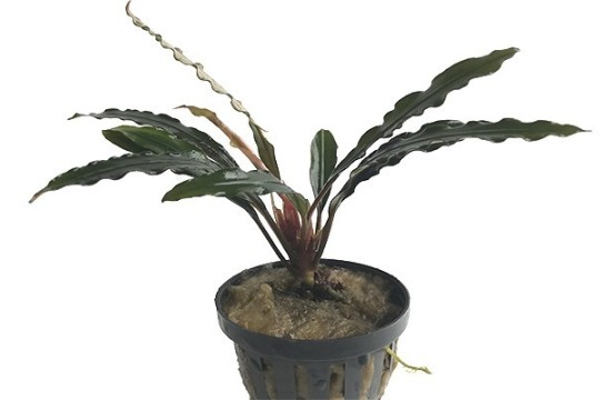 Bucephalandra Velvet Tricolor