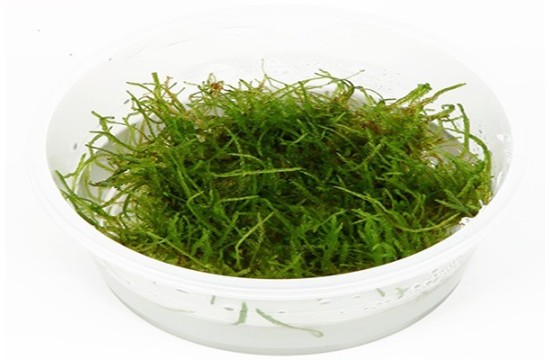 Java Moss In Vitro