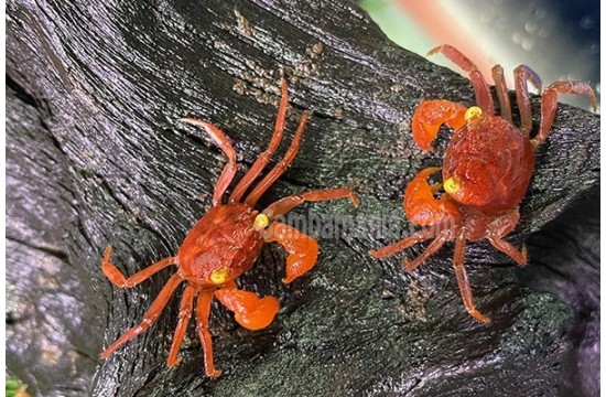 Geosesarma Bicolor (Tomato Vampire Crab)
