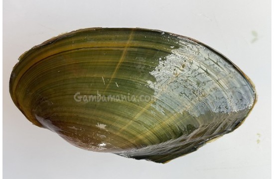Almeja Verde Rayada 8-10 cm