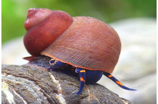 Blue Berry Snail (Viviparus sp.)