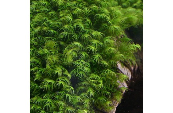 Phoenix moss (Fissidens fontanus). Tarrina 50 ml.
