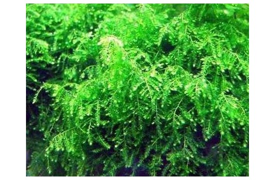 Weeping Moss (Vesicularia ferriei). Malla 6x6