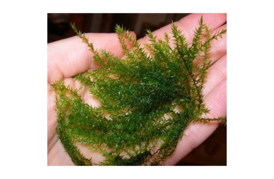 Flat moss (Drepanocladus sp.). Malla 6x6