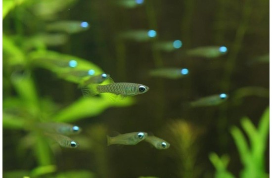 Aplocheilichthys normani, Ojo Luminoso o Azul