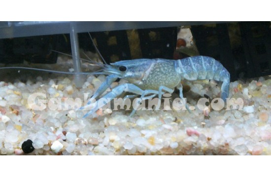 Cherax Azul Quadricarinatus 6-8cm