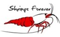 Shrimp Forever