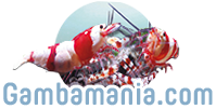 Gambamania 